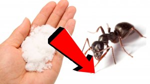 Как избавиться от муравьёв За 3 Секунды..!...!...!.