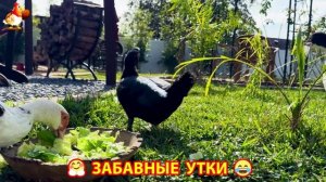 Забавные утки мускусные и пекинские на свободном выгуле со своими друзьями ч.(325) ❣️🤗😂