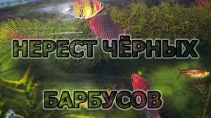 Нерест черных барбусов