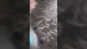 видио на три часа