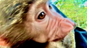 Видео для тех, кому КАЖЕТСЯ что я не очень люблю Тосю, почему я не всегда беру ее на руки?