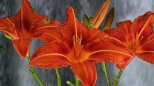 Волшебные звуки природы . Гендель .