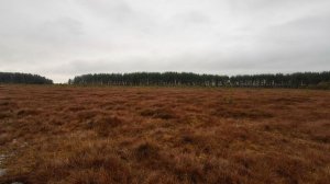 Сестрорецкое болото зимой