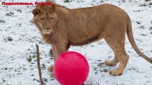 Новости Сегодня 25.12.2025 - ЧП, Катаклизмы, Россия, Москва Ураган, Цунами США, Европа Погода