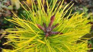 Пять самых красивых сосен нашего сада.