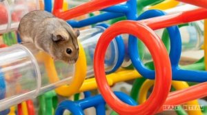 ИИ АНИМАЦИЯ