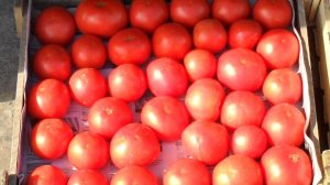 Мои 32 сорта помидоров