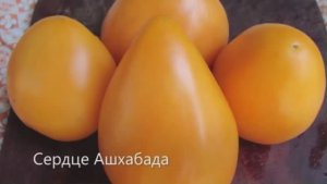 Каталог томатов на 2026 год. Часть 5. г. Киров  т. 89229284031