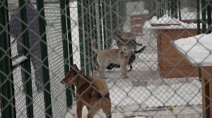 Новый пункт временного содержания бездомных животных открыли в Новосибирске