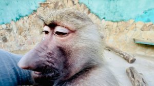 Из-за поведения Тоси в семье гамадрилят все неприятности и скандалы)