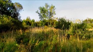 Прогулка в поле -2