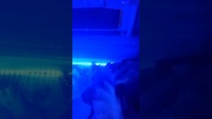 первый пробный стрим