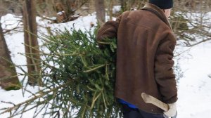 Елочных браконьеров ловят в Беларуси. Какие штрафы грозят нарушителям за срубленную елочку?