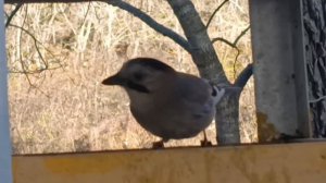 Свиристель в кормушке ЖК Кипарис Сукко 25 декабря 2025 года