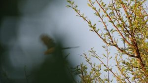 Возвращение в дикую природу 1 сезон 5 серия (документальный сериал, 2025)