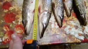 Несу улов домой дела домашние кормушка