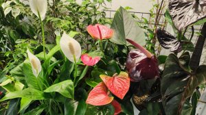 Лучшие ПОДКОРМКИ для ВСЕХ КОМНАТНЫХ РАСТЕНИЙ, даже слабые цветы оживут, позеленеют и зацветут