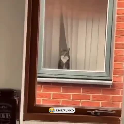 Любопытный сосед😅 смотреть онлайн