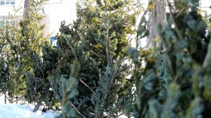 В Корсаковском муниципальном округе стартовала предновогодняя реализация хвойных красавиц!