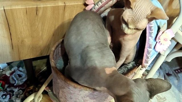 СТО ПОСЫЛОК К НОВОГОДНЕМУ СТОЛУ❄️🎄✨!! смотреть онлайн