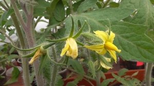 Ура! Первая помидорка появилась у меня в теплице 31 марта! А за бортом - минус 8!