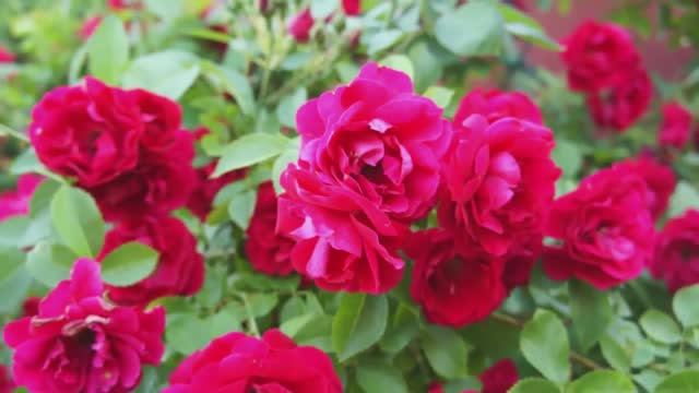 Роза цвета пламени смотреть онлайн