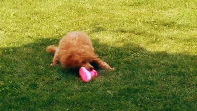 У пуделя своя игра, музыка - Crazy Frog - Pinocchio смотреть онлайн