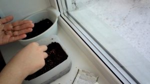 Посадка  растений (Моё увлечение)