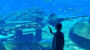 Обзор океанариума The Lost Chambers Aquarium в отеле Atlantis Sanya