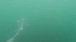 Акула мокой на Итурупе