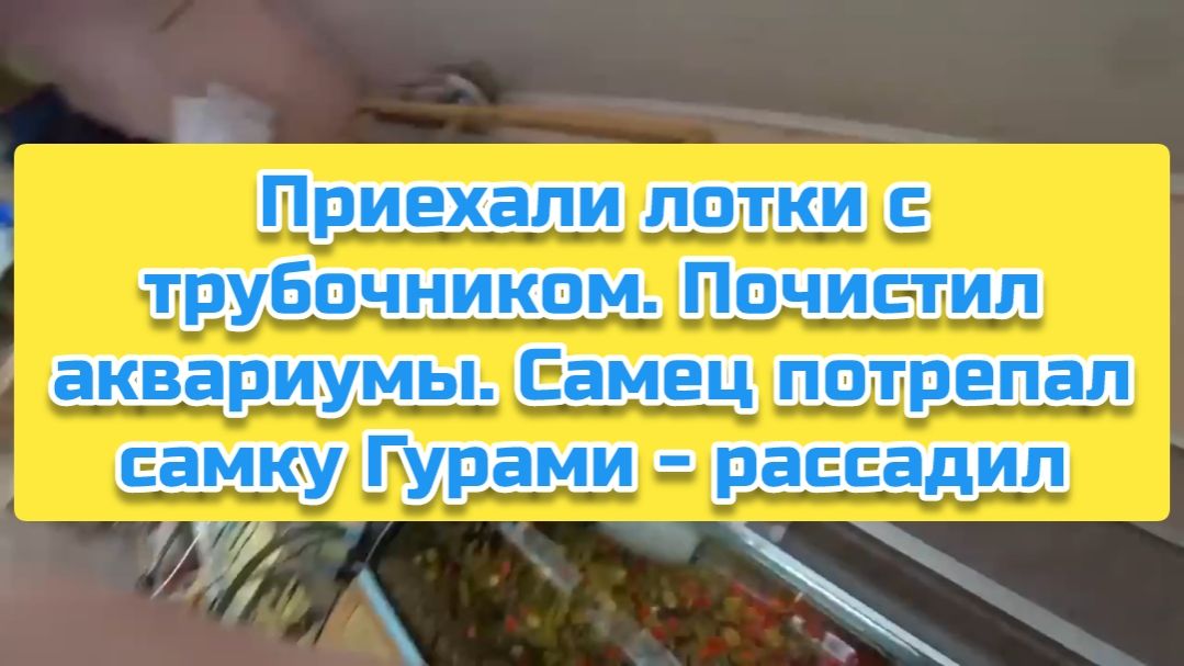 Приехали лотки с трубочником. Почистил аквариумы. Самец потрепал самку Гурами - рассадил смотреть онлайн
