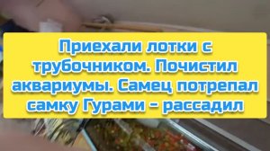 Приехали лотки с трубочником. Почистил аквариумы. Самец потрепал самку Гурами - рассадил