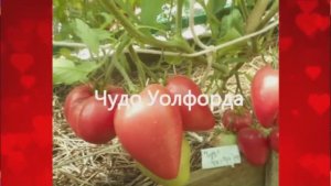 Каталог томатов на 2026 год. Часть 13. г. Киров.  т. 89229284031