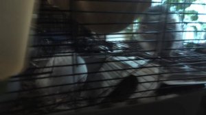 MelomanicaTV : Фильм Сергея РАzoom Фокина. В мире духовных животных. Памяти Дейла. 6.9.2025 год.