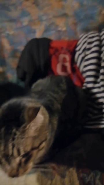 КОТ ВАСЬКА video_2025-12-25