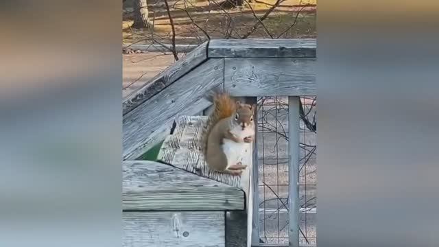 Смешные животные (ч. 3)