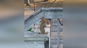 Смешные животные (ч. 3)