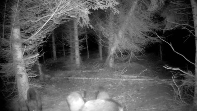 Кабаны видео фото ловушки смотреть онлайн