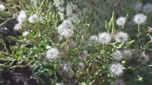 КАК СОБРАТЬ СВОИ СЕМЕНА САЛАТА? 2017 год.