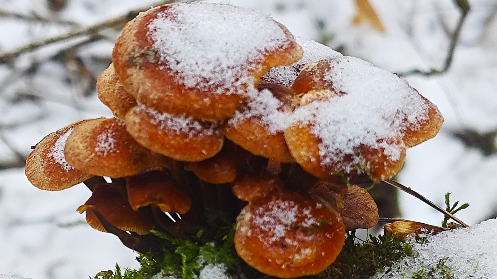 Зима. Идём за зимними опятами смотреть онлайн