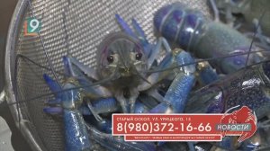 Урицкого, 15 - там, где раки зимуют