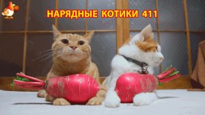 Нарядные Котики расслабляются на солнышке 🌞 🐈🐈🐈 (411)
