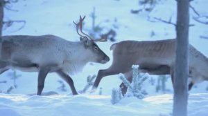 СПОКОЙНАЯ МУЗЫКА ДЛЯ ДУШЕВНОГО ПОКОЯ