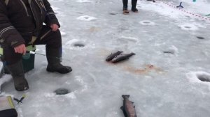 поимки форели на блесну