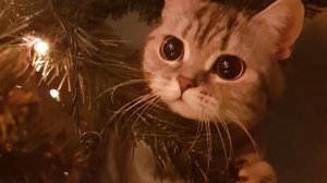 подготовка к премере