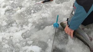 Основной водоём. На малька.