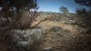 Возвращение в дикую природу 1 сезон 6 серия (документальный сериал, 2025)