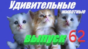 Удивительные животные #юмор #смех #развлечения