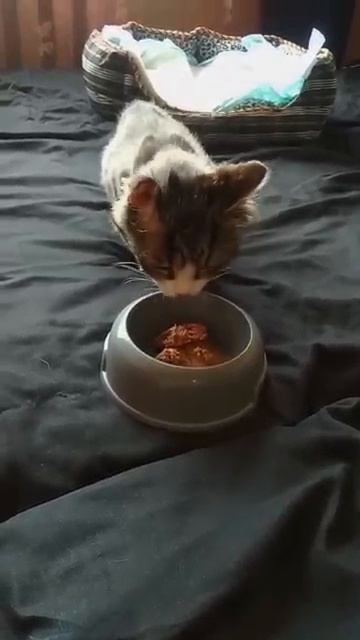 НИКОГДА НЕ СДАВАТЬСЯ