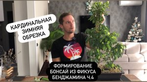 Формирование бонсай из фикуса Бенджамина Ч.4 кардинальная зимняя обрезка